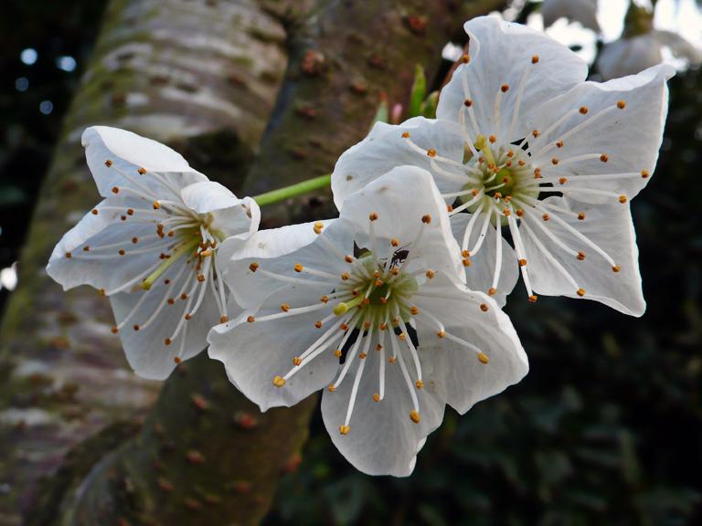Primavera en Caminito.jpg